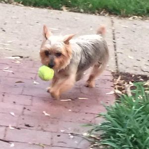 Meet your Posher, Whitney